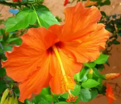 tropical orange beauty