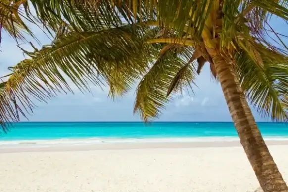 tropical palm tree