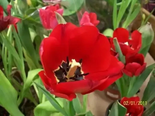 tulip