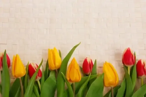 tulip border
