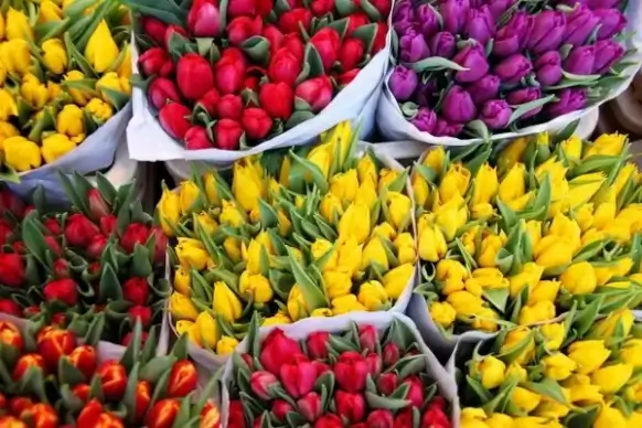 tulip bouquets