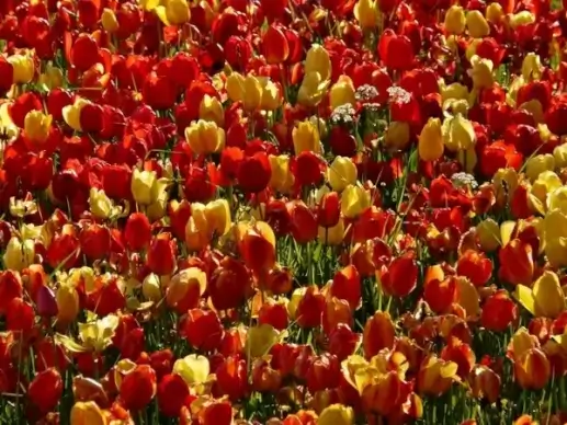 tulip field back light light