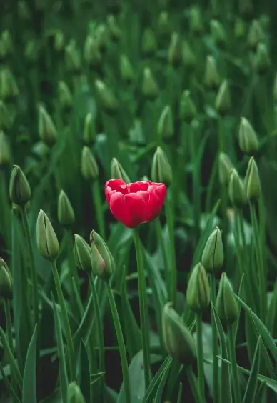 Tulip field backdrop picture elegant flora buds bloosom