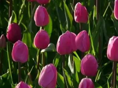 tulip field tulips pink