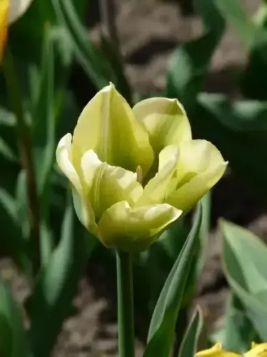 tulip flower bloom