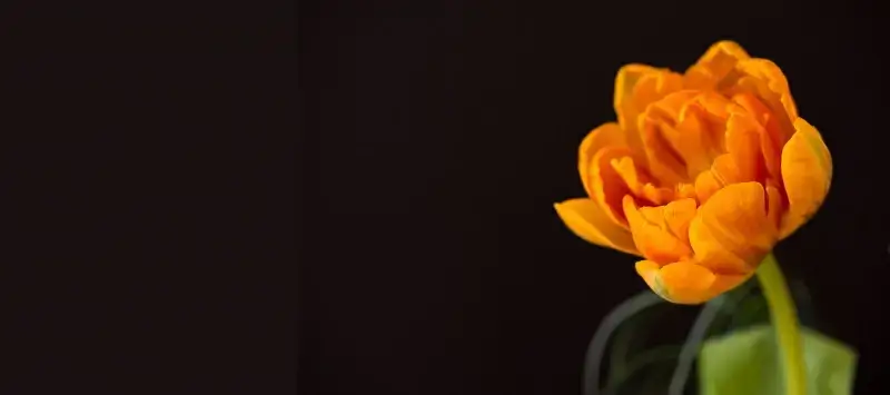 tulip flower picture contrast closeup