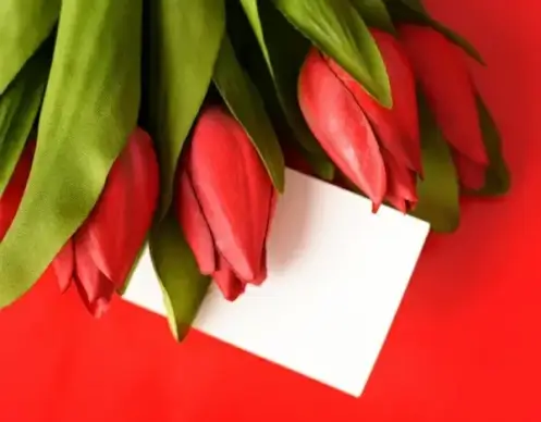 tulip flowers highdefinition picture 01