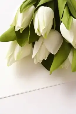 tulip flowers highdefinition picture 02