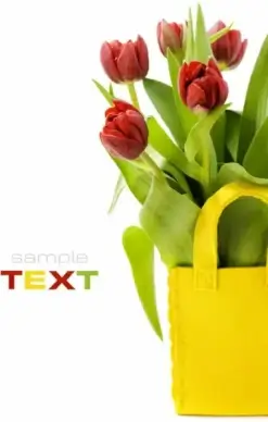 tulip hd pictures