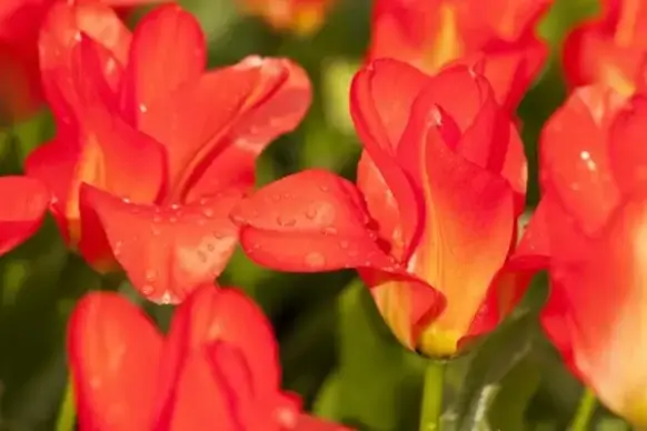 tulip lily nature