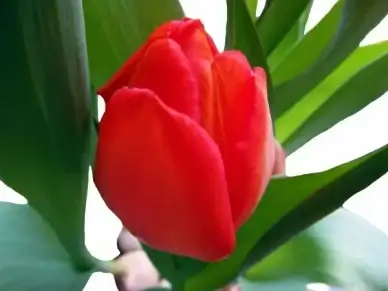 tulip red spring