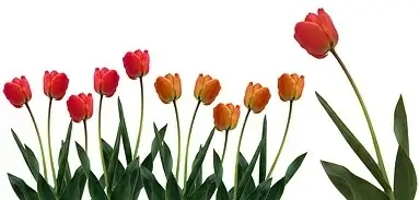 tulip stock photo