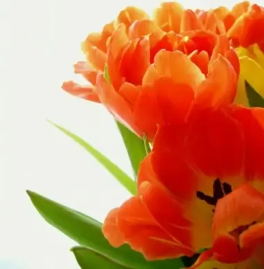 tulips