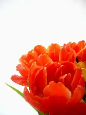 tulips