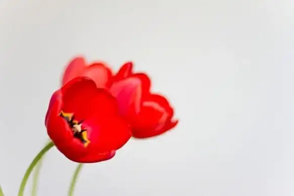 tulips