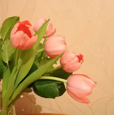 tulips 2