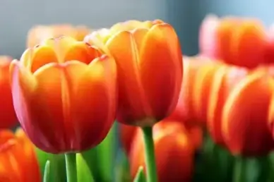 tulips