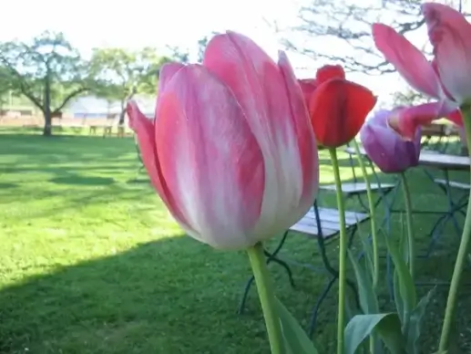 tulips color flower