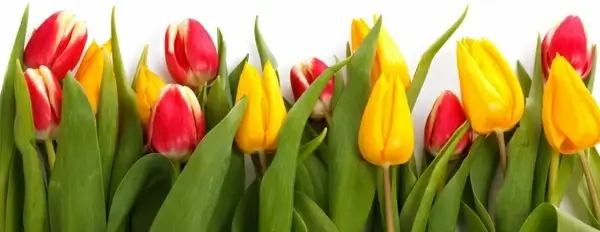 tulips isolated
