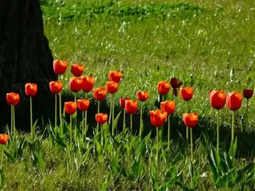 tulips red back light