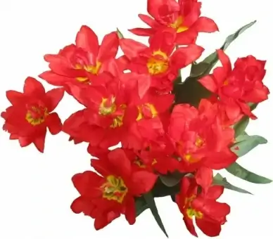 tulips red spring
