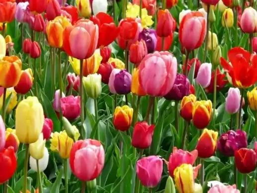 tulips tulip bed