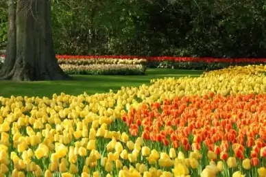 tulips tulip orange