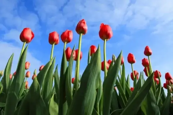 tulips with blue sky