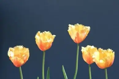 tulips yellow orange tulips yellow tulips