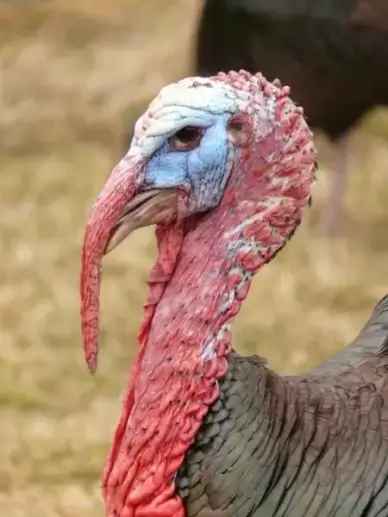 turkey head red
