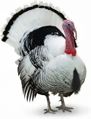 turkey highdefinition picture