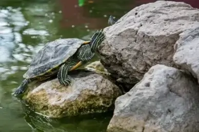 turtle
