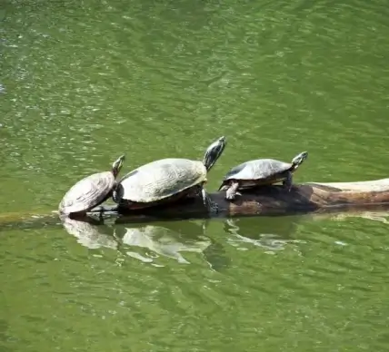 turtles