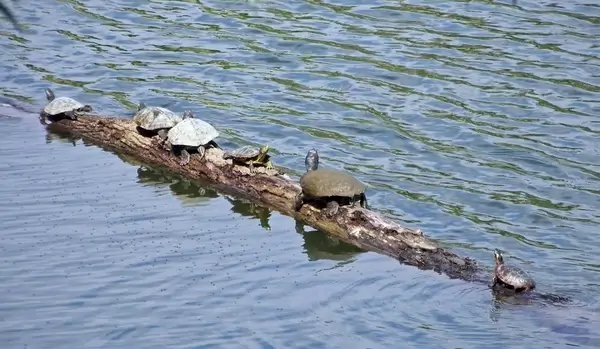 turtles