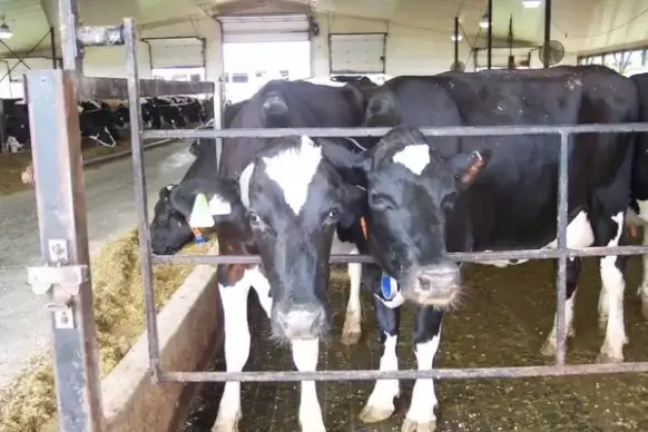 two cows