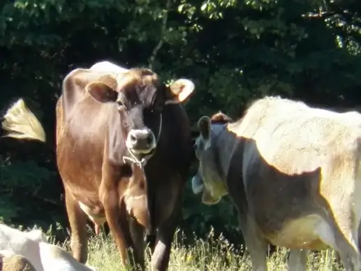 two cows