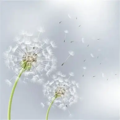 Two flowers dandelions