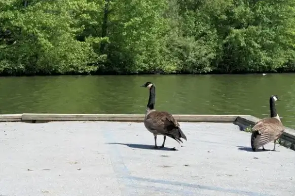 two geese
