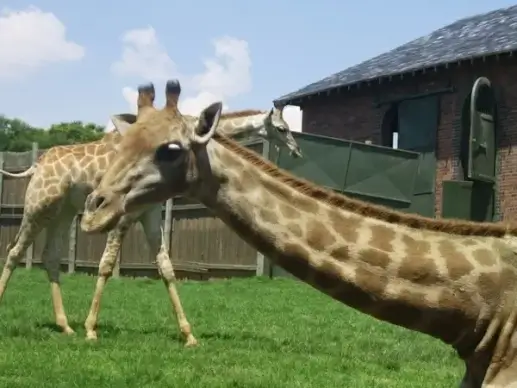 two giraffes