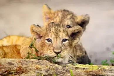 two lion cubs