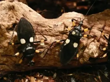 two spot raubwanze raubwanze bug