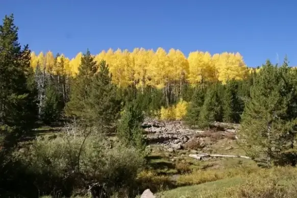 utah forest trees