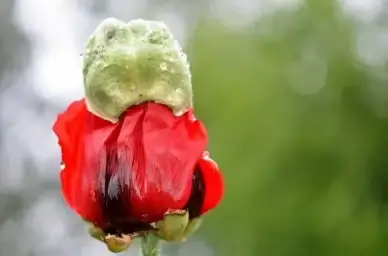 vallmo naked stalks poppy red