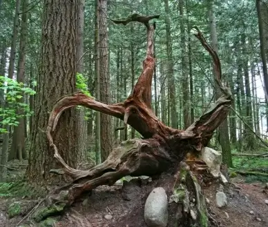 vancouver forest frame