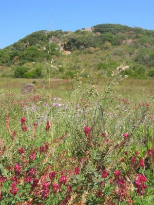 vegetation plant summer