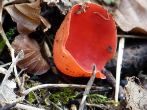 vermilion kelchbecherling mushroom scarlet kelchbecherling