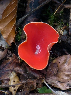 vermilion kelchbecherling mushroom scarlet kelchbecherling