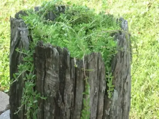 vine in tree stump