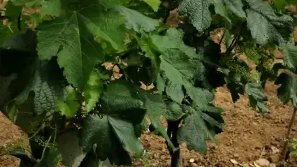 Vineyard