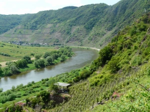 vineyard steep slope winegrowing